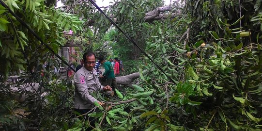 Pohon tumbang sebabkan jalur Cianjur-Bogor lumpuh