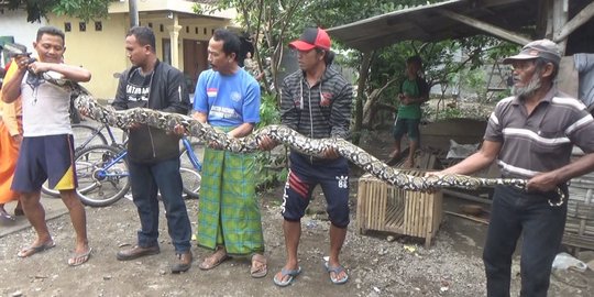 Tangkap ular sanca sepanjang 5 meter, tangan Ahmad Manyur dililit hingga memar