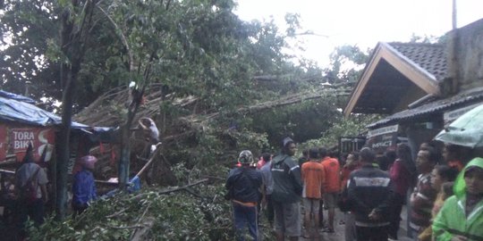 Pohon beringin keramat Sumber Tiri kembali tumbang, timpa empat rumah dan warung