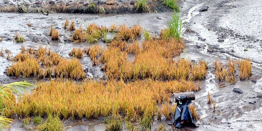 Banjir lahar dingin Gunung Agung rusak pertanian warga