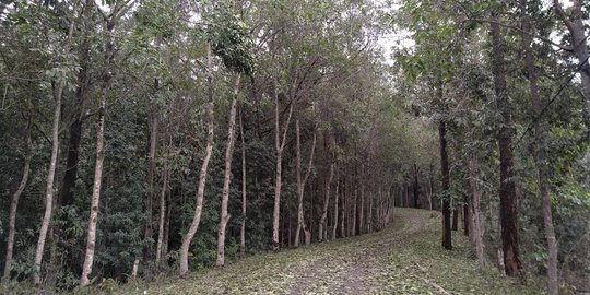 Terpapar material vulkanik Gunung Agung, tanaman dan hewan mati