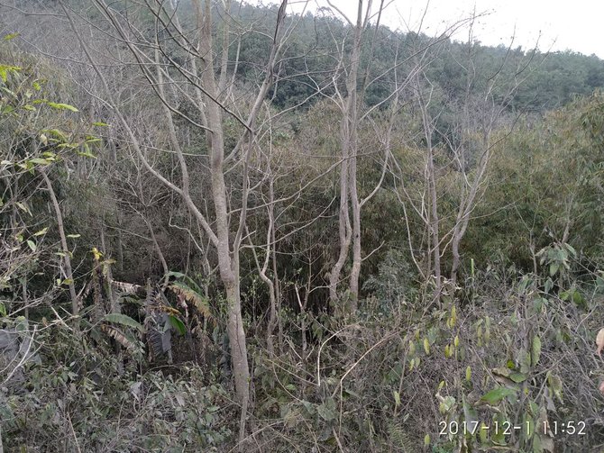 tanaman dan hewan mati terpapar material vulkanik gunung agung