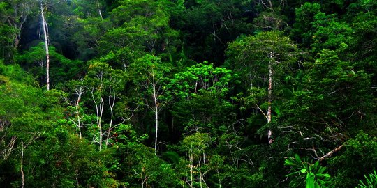 Perusahaan lebih banyak kelola produksi hutan dibanding masyarakat