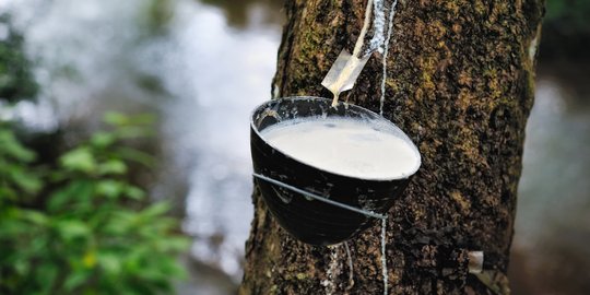 Harga karet anjlok parah, petani mulai cari pekerjaan lain