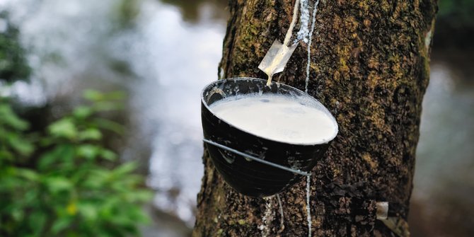 Harga karet  anjlok parah petani  mulai cari pekerjaan lain 