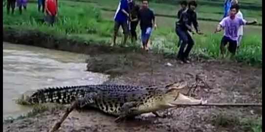 Dikira dapat ikan besar, warga kaget buaya 3 meter nyangkut di jala
