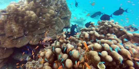 Menyelami indahnya surga bawah laut Pulau Rubiah