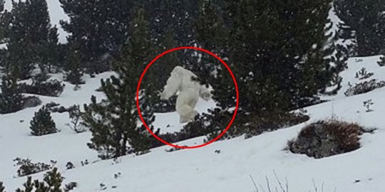 Yeti, Makhluk Mitos Raksasa yang Ternyata Hanya Seekor Beruang