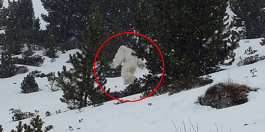 Makhluk mitos raksasa Yeti ternyata cuma seekor beruang 