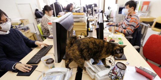 Perusahaan IT di Jepang bolehkan kucing kesayangan karyawannya berkeliaran di kantor