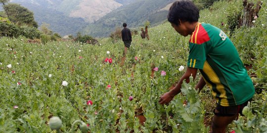 Melihat ladang penghasil morfin dan heroin di Myanmar