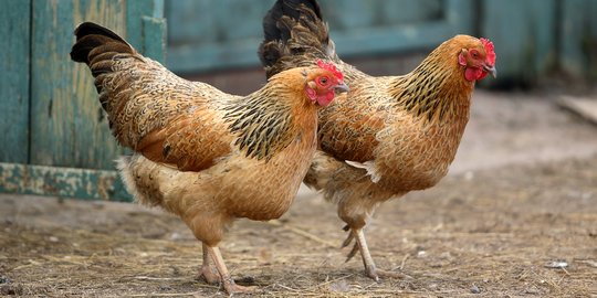 Jelang Natal harga daging ayam  di Kalimantan Rp 1 juta 