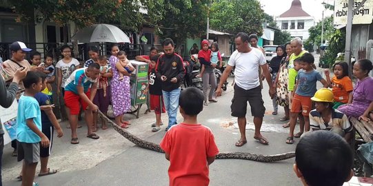 Warga Sandratex temukan ular sepanjang 4 meter di belakang pos keamanan