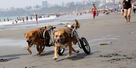 Keceriaan anjing-anjing disabilitas bermain di Pantai Pescadores