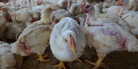 Akses sulit picu harga ayam potong di Kalimantan tembus Rp 1 juta