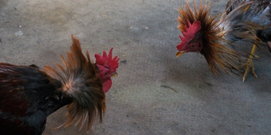 Polisi tangkap Tito ketahuan judi sabung ayam di Pesanggrahan