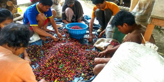 Memperkenalkan kopi kalosi khas Kabupaten Enrekang lewat festival