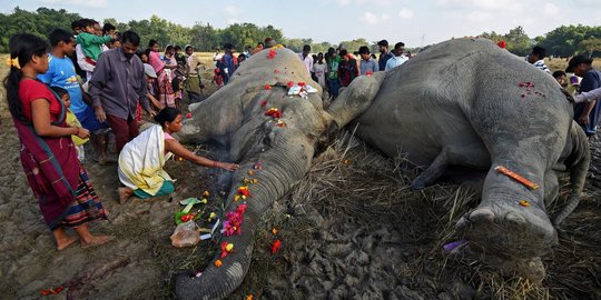 Dua ekor gajah mati tersetrum hebohkan warga