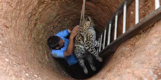 Momen penyelamatan dramatis macan tutul terperosok dalam sumur