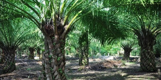 Uni Eropa siap diskusi dengan pemerintah RI soal kelapa sawit