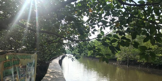 Mengintip hasil dana desa di kecantikan ekowisata mangrove Belitung