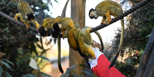 Reaksi lucu monyet tupai saat diberi hadiah Natal