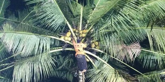 Kakek Asa tewas di atas pohon kelapa saat cari janur