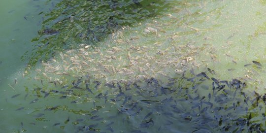 Pulihkan ikan endemik Sungai Musi, KKP lakukan restocking