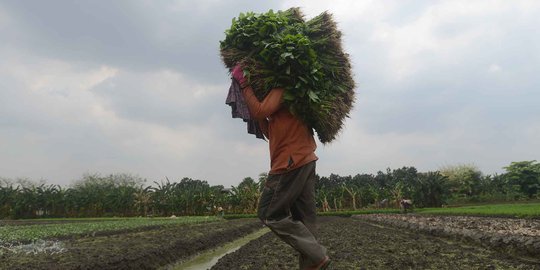 Budiman Sudjatmiko mau dana desa dipakai buat pertanian berbasis teknologi