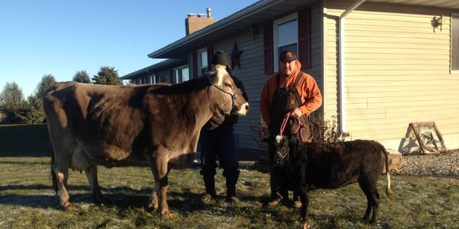 630+ Gambar Hewan Ternak Kesayangan HD Terbaik