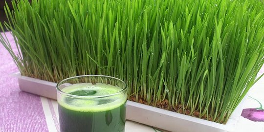 Alasan minum wheatgrass bisa bikin berat badanmu turun