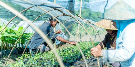 Jeritan petani kecil, diberi Kartu Tani tapi tak tahu ada program pupuk bersubsidi