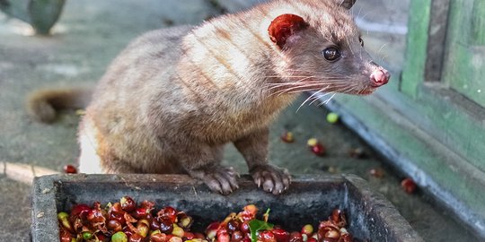 Kisah kopi luwak dikenal sejak zaman Belanda hingga jadi termahal di dunia