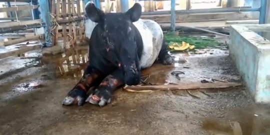 Disangka babi, tapir ditangkap warga di kuburan