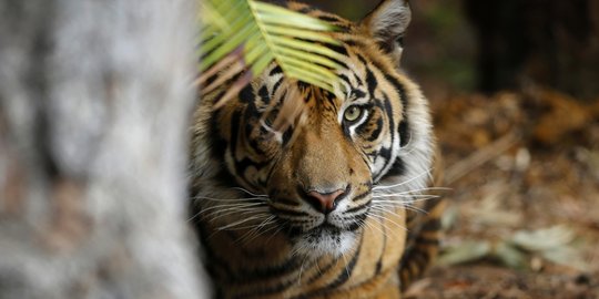 BKSDA Aceh minta bantu pawang usir harimau dari kebun warga