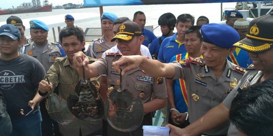 Polda Sumsel amankan 115,4 kg telur belangkas ilegal, rencana akan dijual ke Medan