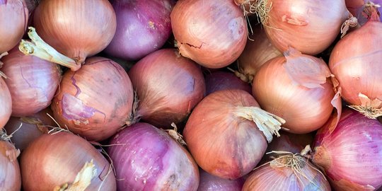 Akhir 2017, petani bawang binaan Santori panen perdana