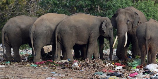 Kawanan Gajah liar merusak kebun warga di Bener Meriah