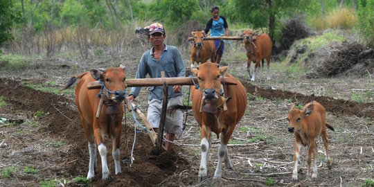 Stok pupuk aman, petani tak perlu risau meski belum punya Kartu Tani