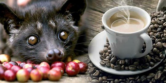 Benarkah kopi luwak lebih sehat dibandingkan kopi biasa?