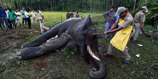 Gajah betina ditemukan mati keracunan di perkebunan sawit