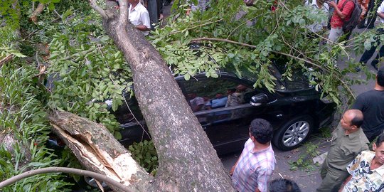 Pohon besar tumbang dan timpa hunian warga di Makassar, tujuh cidera