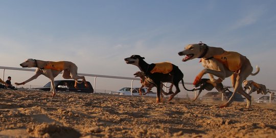 Serunya balapan anjing Saluki di Festival Unta Abu Dhabi