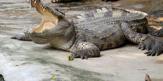 Ambil wudhu di sungai, Basuni disambar buaya