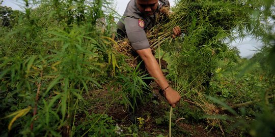 BNN gandeng petani di Aceh, bekas ladang ganja disulap jadi tempat tanam jagung