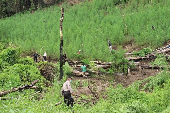 16 hektar ladang ganja dimusnahkan di aceh besar