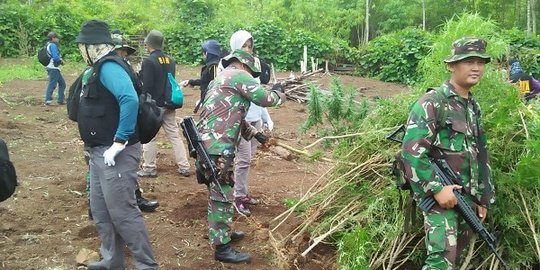 Polisi musnahkan 9 hektare ladang ganja di Aceh Besar