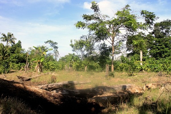 hutan nusakambangan