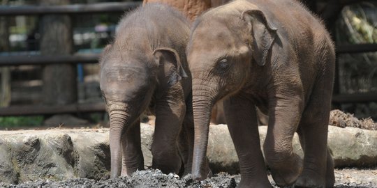 Sering masuk perkebunan warga, Gajah di Bener Meriah dibuatkan jalur sendiri