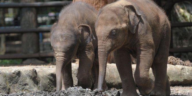 Unduh 8700 Koleksi Gambar Gajah Yang Sudah Diwarnai Paling Baru HD